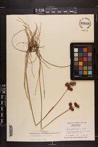 Juncus megacephalus image