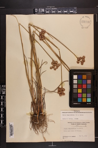 Juncus megacephalus image