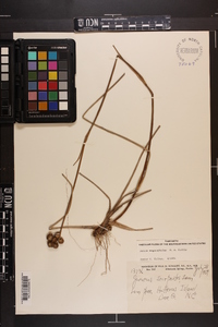 Juncus megacephalus image