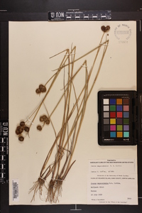 Juncus megacephalus image