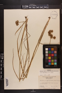 Juncus megacephalus image