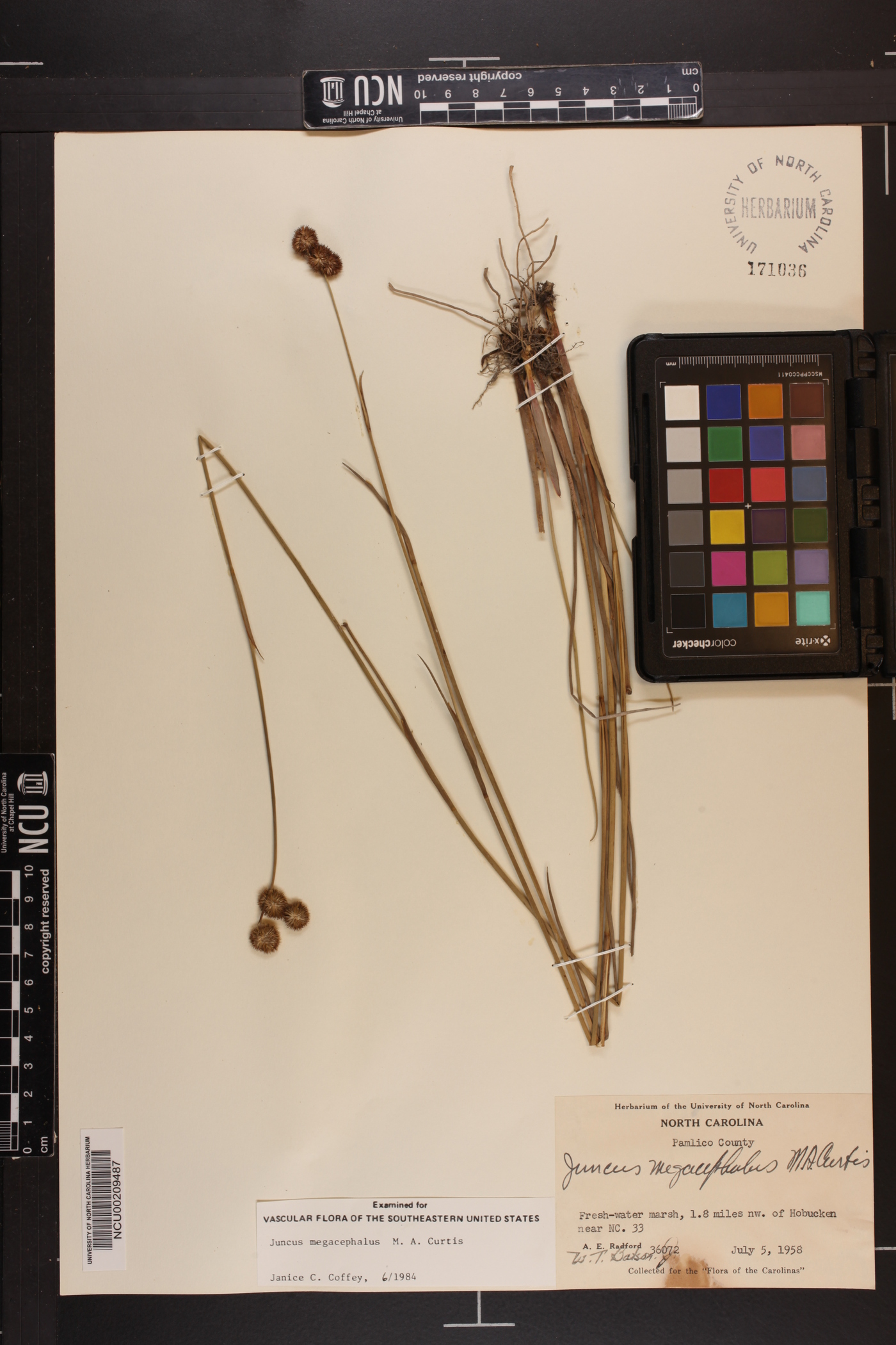 Juncus megacephalus image