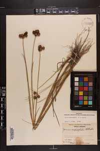 Juncus megacephalus image