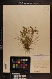 Juncus repens image