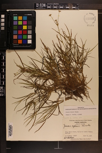 Juncus repens image