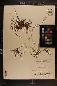 Juncus repens image