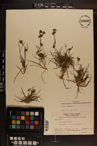 Juncus repens image