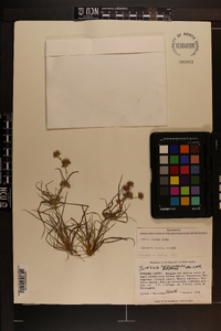 Juncus repens image