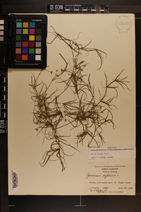 Juncus repens image