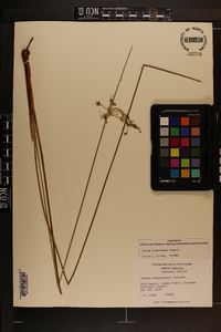 Juncus roemerianus image