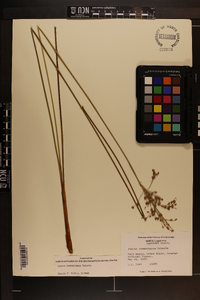 Juncus roemerianus image