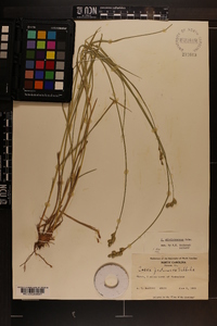 Carex albolutescens image