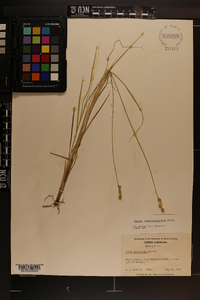 Carex albolutescens image