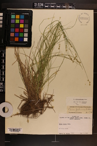 Carex albolutescens image