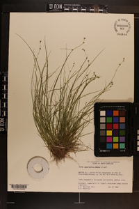 Carex appalachica image