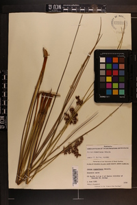 Juncus roemerianus image