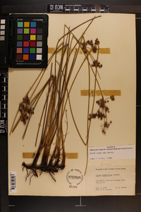 Juncus roemerianus image