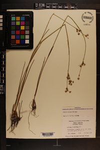 Juncus scirpoides image