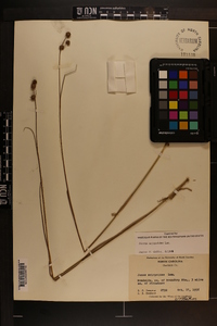 Juncus scirpoides image