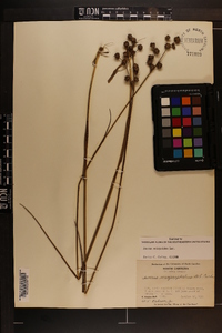 Juncus scirpoides image