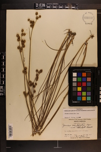 Juncus scirpoides image