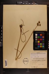 Juncus scirpoides image