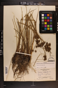 Juncus scirpoides image