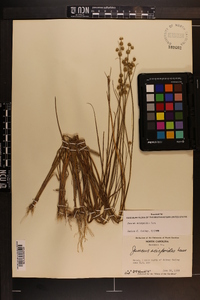 Juncus scirpoides image