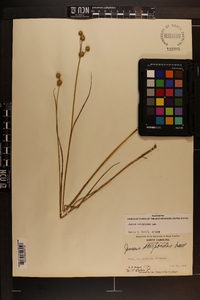 Juncus scirpoides image