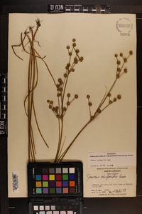 Juncus scirpoides image