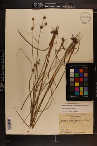 Juncus scirpoides image