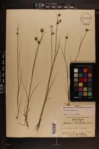 Juncus scirpoides image