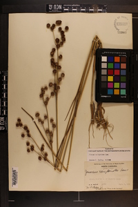 Juncus scirpoides image