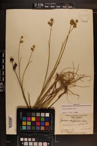 Juncus scirpoides image