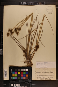 Juncus scirpoides image