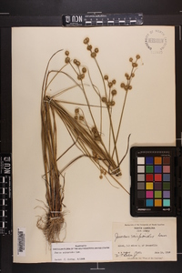 Juncus scirpoides image