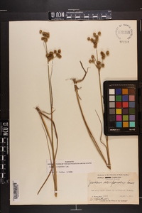 Juncus scirpoides image