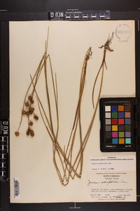 Juncus scirpoides image