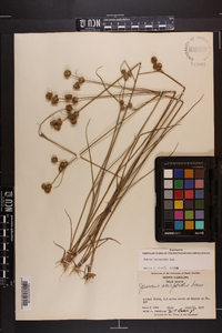 Juncus scirpoides image