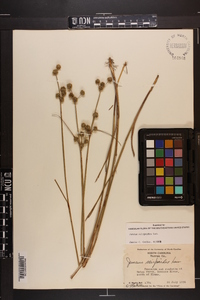 Juncus scirpoides image