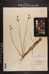 Juncus scirpoides image