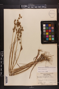 Juncus scirpoides image