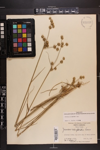 Juncus scirpoides image