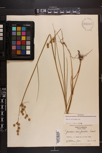 Juncus scirpoides image