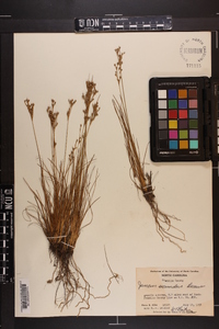 Juncus secundus image