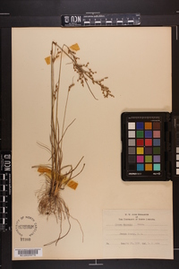 Juncus secundus image