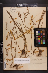 Juncus subcaudatus image