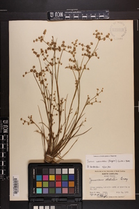 Juncus subcaudatus image