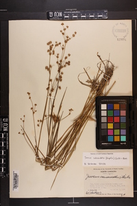 Juncus subcaudatus image