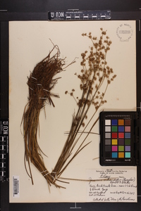 Juncus subcaudatus image